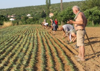 U tijeku sađenje prase u Studencima