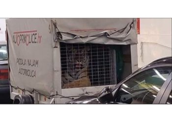 Netko je na trajekt Jadrolinije utovario tigra, nije “opasna tvar” pa nije ni pregledana
