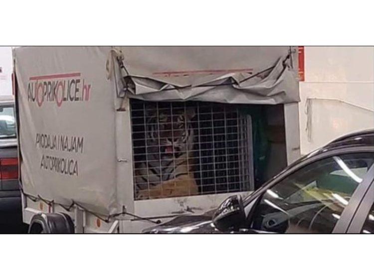 Netko je na trajekt Jadrolinije utovario tigra, nije “opasna tvar” pa nije ni pregledana