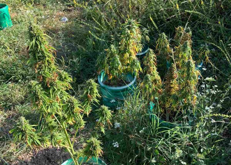 Kod Čapljine otkrivena plantaža indijske konoplje s više od 80 stabljika