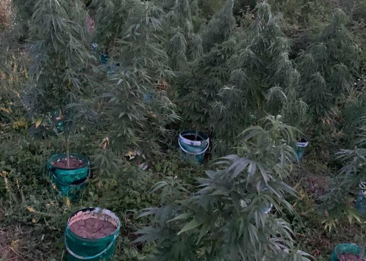 Kod Čapljine otkrivena plantaža indijske konoplje s više od 80 stabljika