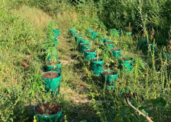 Kod Čapljine otkrivena plantaža indijske konoplje s više od 80 stabljika
