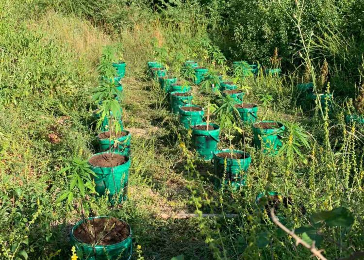 Kod Čapljine otkrivena plantaža indijske konoplje s više od 80 stabljika