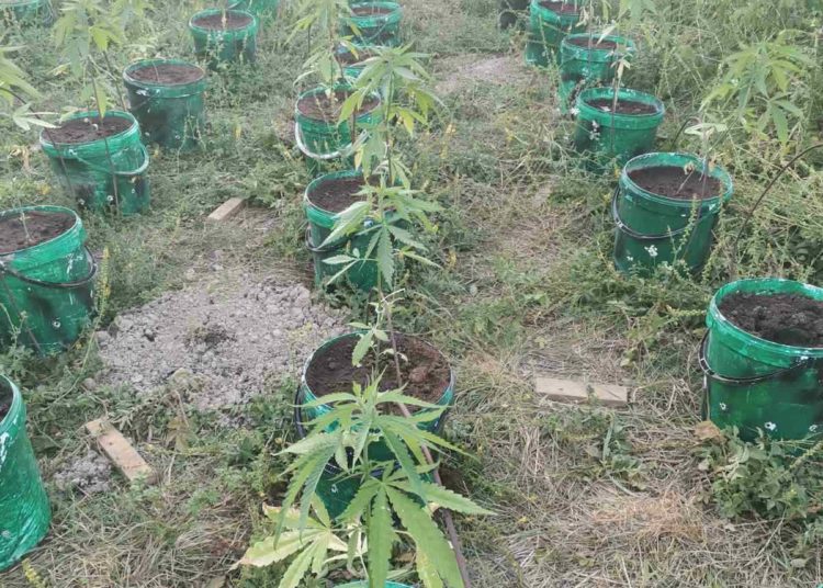 Kod Čapljine otkrivena plantaža indijske konoplje s više od 80 stabljika