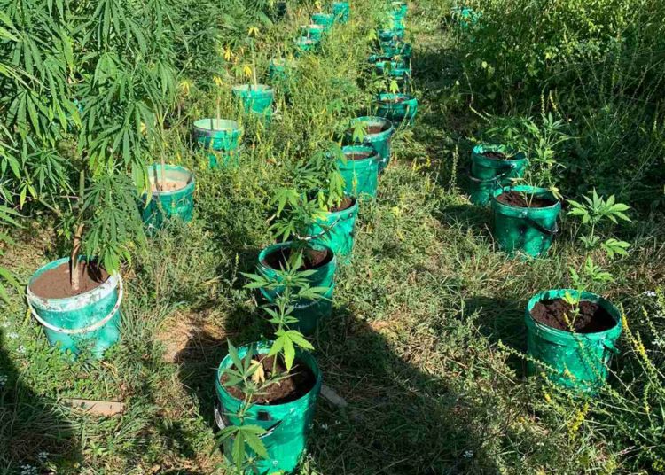 Kod Čapljine otkrivena plantaža indijske konoplje s više od 80 stabljika