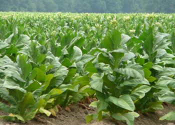 Proizvodnja duhana u BiH na izdisaju