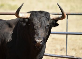 Bik teško ozlijedio 31-godišnjaka iz Posušja