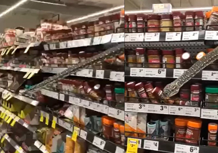 Otišla u trgovinu pa ugledala tri metra dugu zmiju: “Bila mi je oko 20 centimetara od lica”