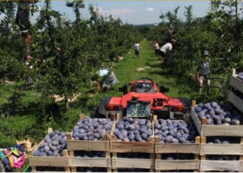 Ni za 100 KM dnevnice voće nema tko brati, gospodarstva propadaju