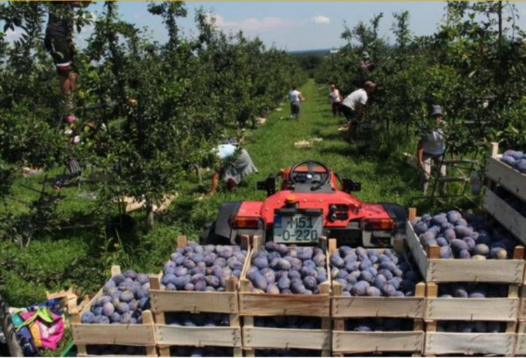 Ni za 100 KM dnevnice voće nema tko brati, gospodarstva propadaju