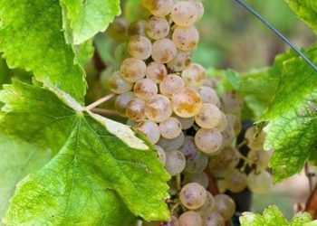 Vinogradari u Hercegovini očekuju dobar rod grožđa