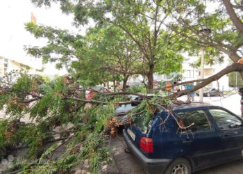 Čapljina: Stablo palo na parkirane automobile