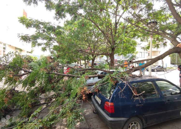 Čapljina: Stablo palo na parkirane automobile