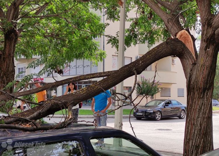 Čapljina: Stablo palo na parkirane automobile