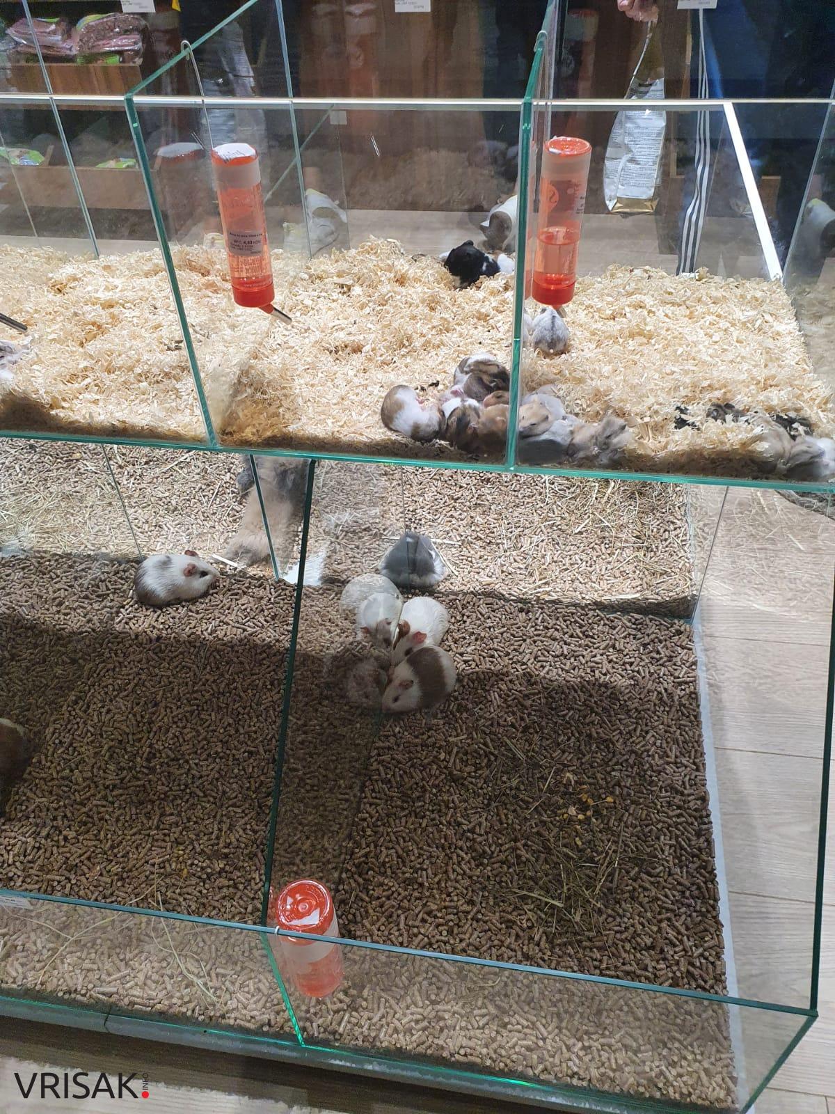 U Mepas Mall-u otvorena najmodernija trgovina za kućne ljubimce, konje i jahače u BiH!
