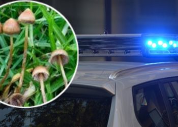 Mladići iz Hrvatske konzumirali čarobne gljive, jedan od njih zadavljen, druga dvojica uhićena