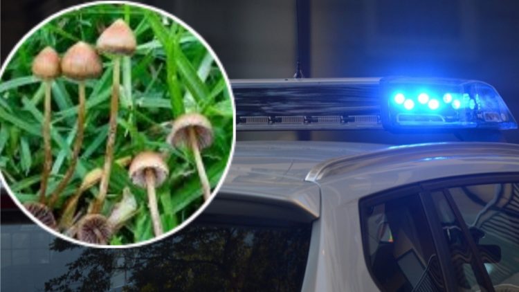 Mladići iz Hrvatske konzumirali čarobne gljive, jedan od njih zadavljen, druga dvojica uhićena