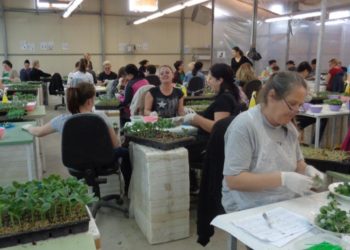 Rajčice iz Hercegovine rast će u Rusiji: Do Moskve im trebali dani i dani…