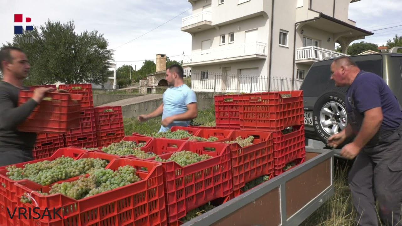 Udarni tjedan berbe grožđa u Brotnju, vrhunsko grožđe dati će vrhunska vina