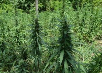 Čapljina: Pronađena plantaža Cannabisa, uhićena jedna osoba