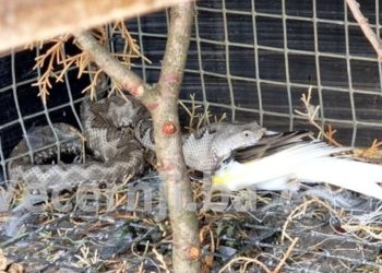 Poskok progutao kućnog ljubimca u Širokom Brijegu