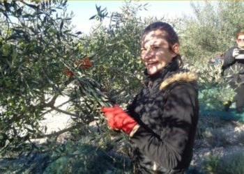 Kiše odgodile početak berbe maslina u Hercegovini