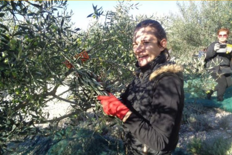 Kiše odgodile početak berbe maslina u Hercegovini