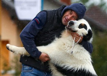 Tornjak iz BiH proglašen najljepšim na svijetu