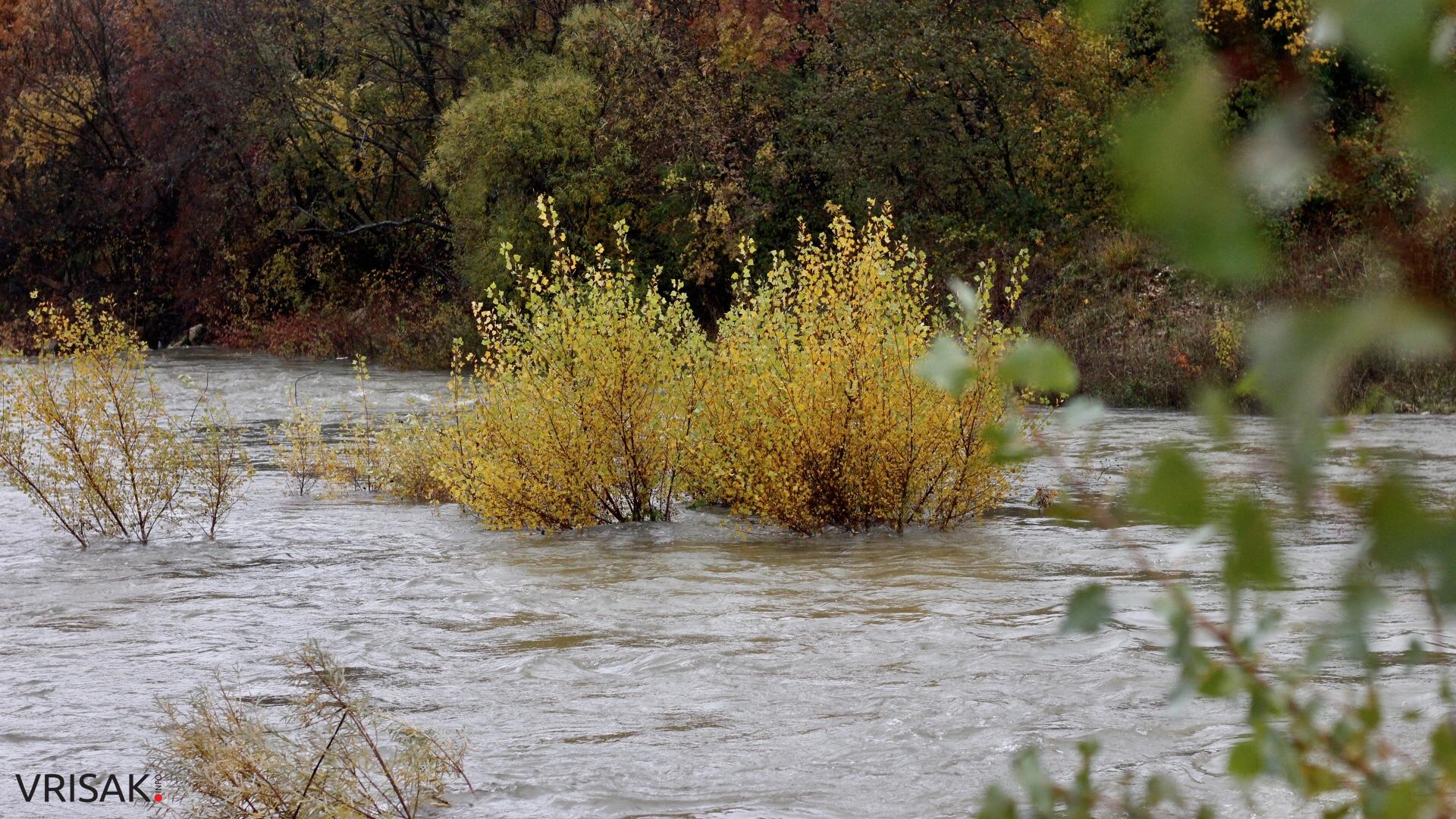 Lištica nabujala, Ugrovača protekla