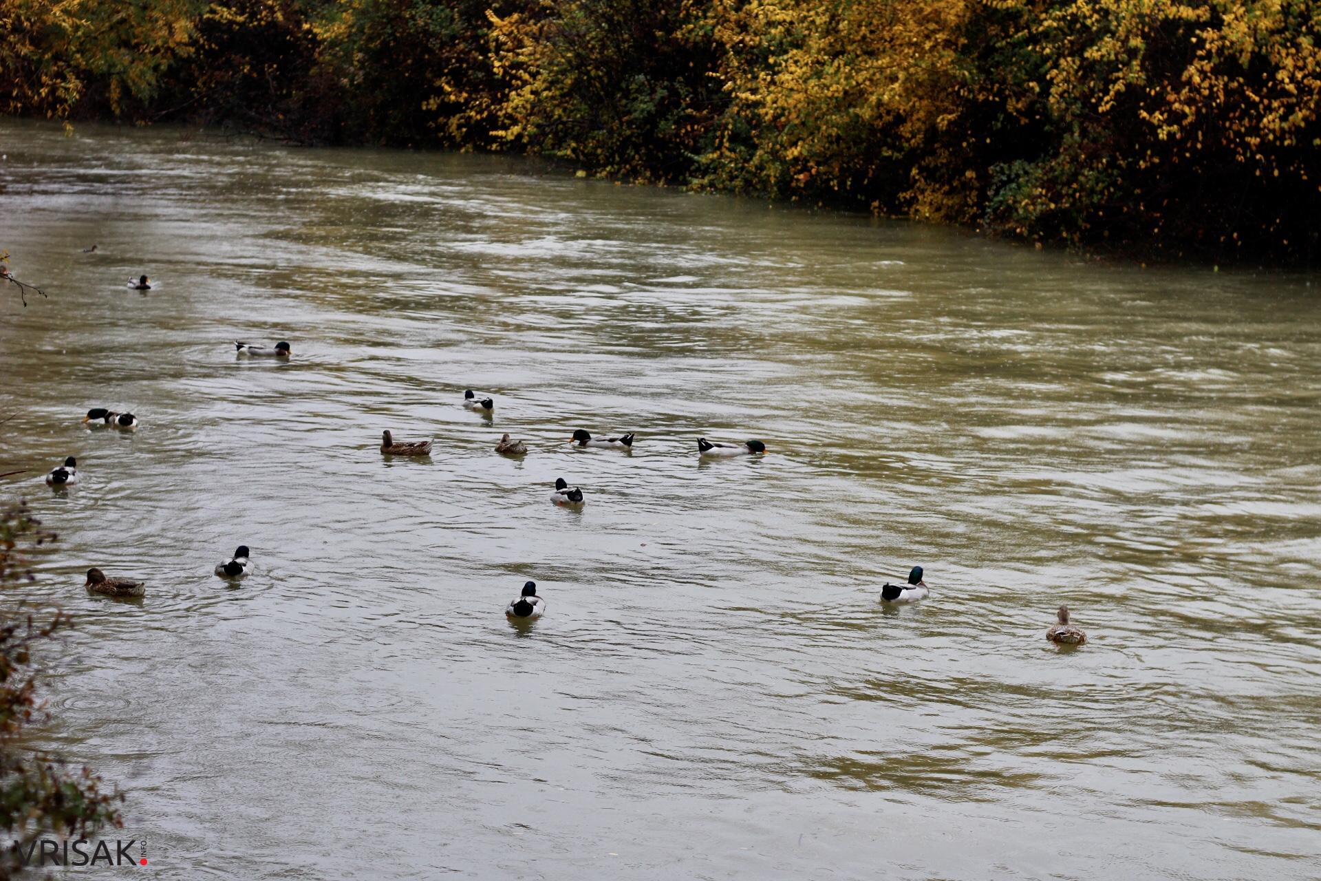 Lištica nabujala, Ugrovača protekla