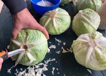 Cijena kupusa u Hercegovini obara rekorde