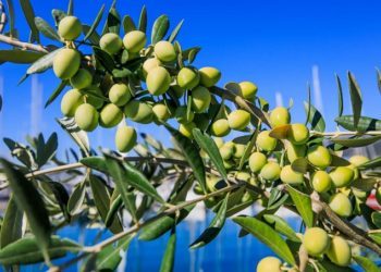 Maslinari iz Neuma uljarom iz Čapljine zamijenili dalmatinske