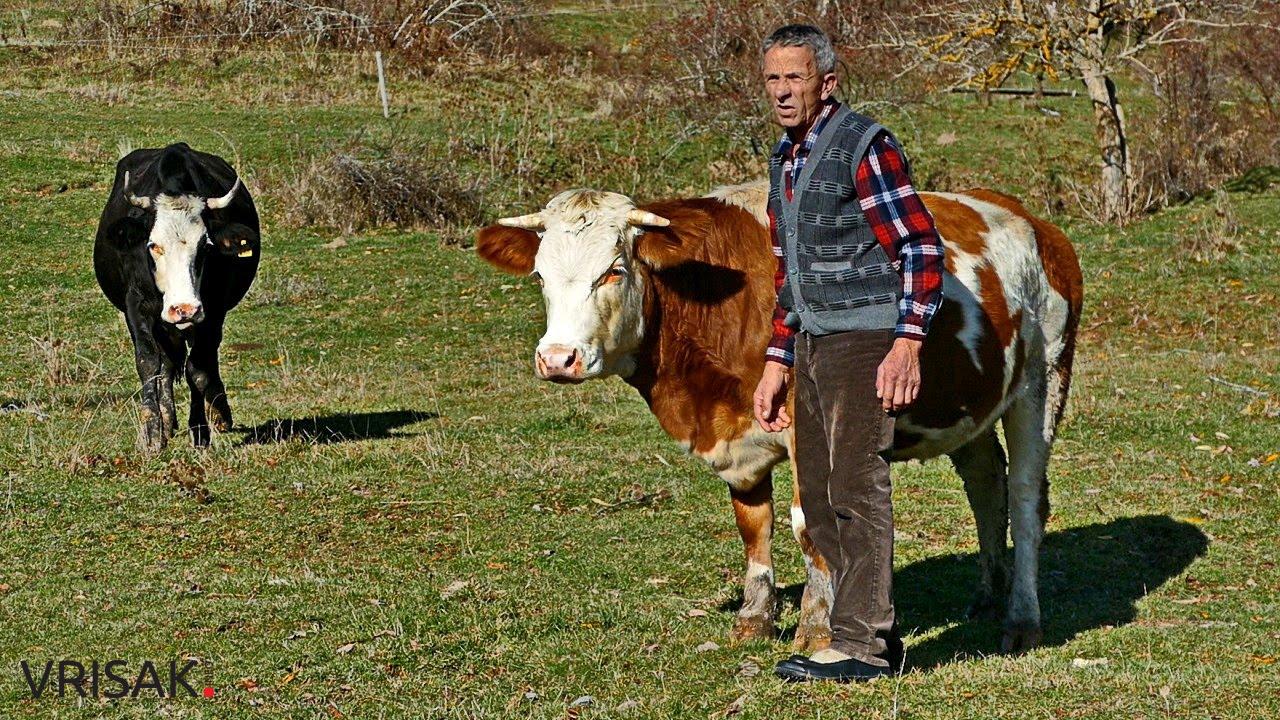 Na Kupresu drži 20 krava: Supruga i ja mjesečno zaradimo 2000 maraka, može se živjeti