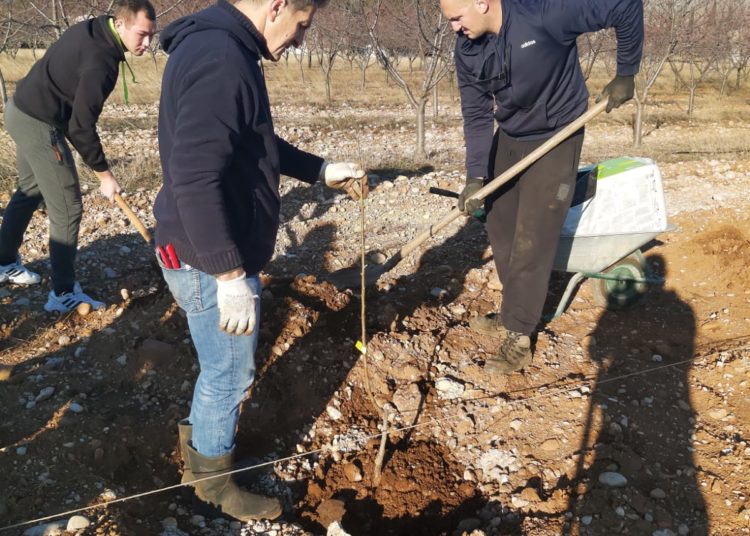 Studenti posadili više od 100 vrsta različitih voćaka