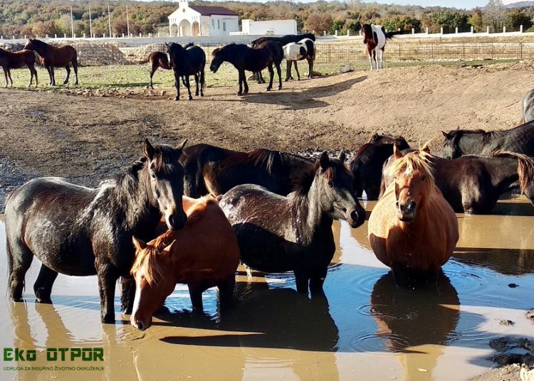 Udruga Eko otpor: Traži se vlasnik kupoprodajnog ugovora da ukloni svoje kućno smeće koje je istovario na Bilima