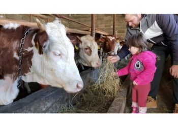 Zoran se vratio iz Njemačke i s obitelji nastavio život farmera