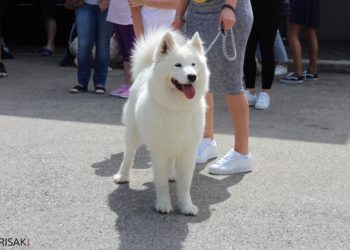 Revija svih pasmina pasa u Širokom Brijegu