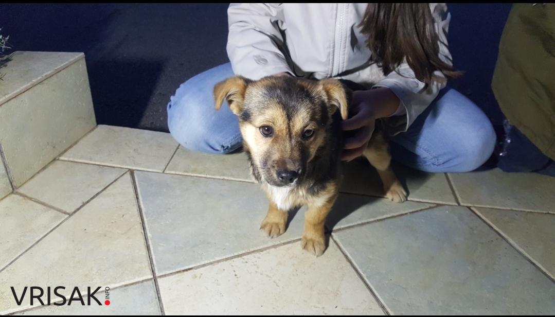 U Dubravskoj ulici pronađen psić, potraga uspješno završena