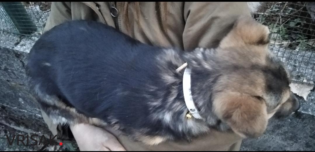 U Dubravskoj ulici pronađen psić, potraga uspješno završena