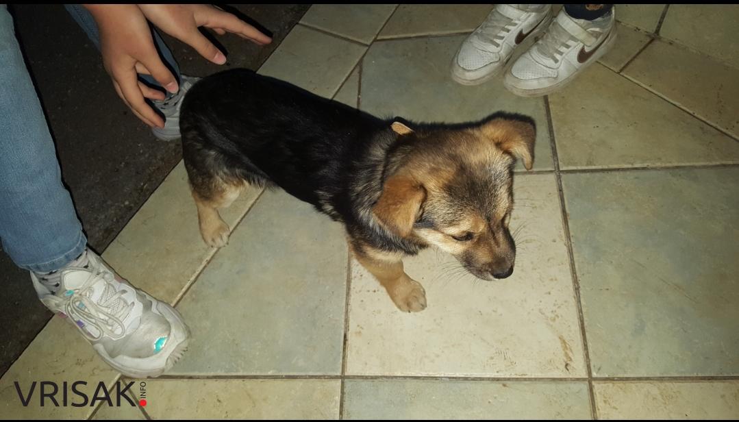 U Dubravskoj ulici pronađen psić, potraga uspješno završena