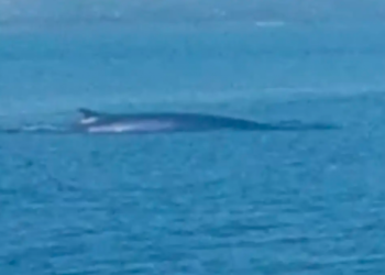 Spektakl kod Kornata: Snimljena mrcina duga 15 metara