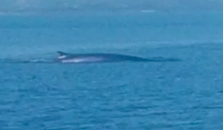 Spektakl kod Kornata: Snimljena mrcina duga 15 metara