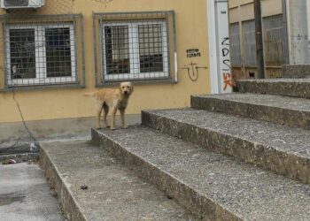 Učenici Gimnazije Ljubuški o nepostojanju azila za napuštene životinje u ZHŽ