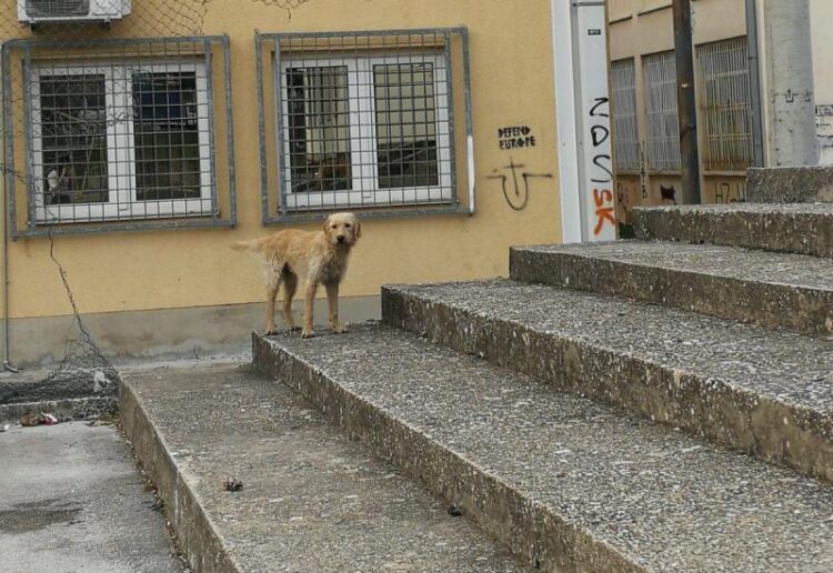 Učenici Gimnazije Ljubuški o nepostojanju azila za napuštene životinje u ZHŽ