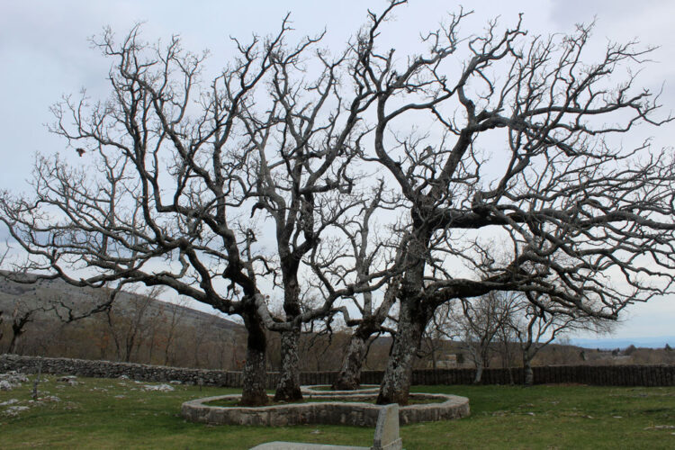 Bura bila kobna za najveći stoljetni hrast na lokalitetu Misište na visoravni Bile iznad Širokoga Brijega