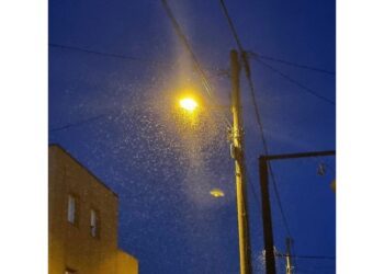 Profesori otkrivaju razlog masovne pojave mušica