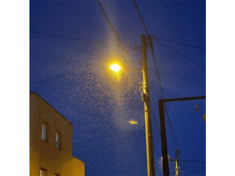 Profesori otkrivaju razlog masovne pojave mušica