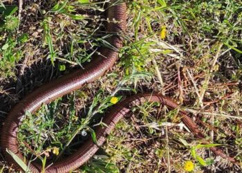 Neobični kućni ljubimac hercegovačke obitelji