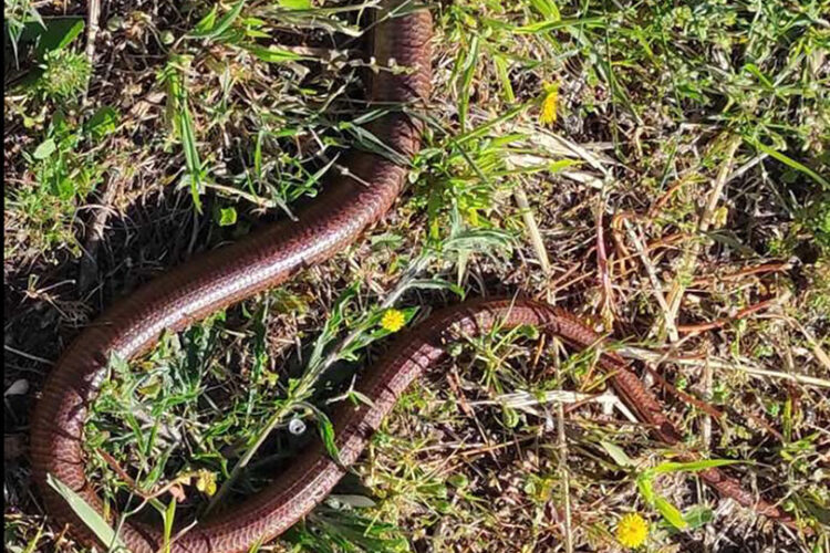 Neobični kućni ljubimac hercegovačke obitelji