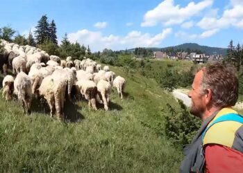 (VIDEO) Tri ga žene ostavile zbog ovaca, kaže da više voli ovce nego žene 